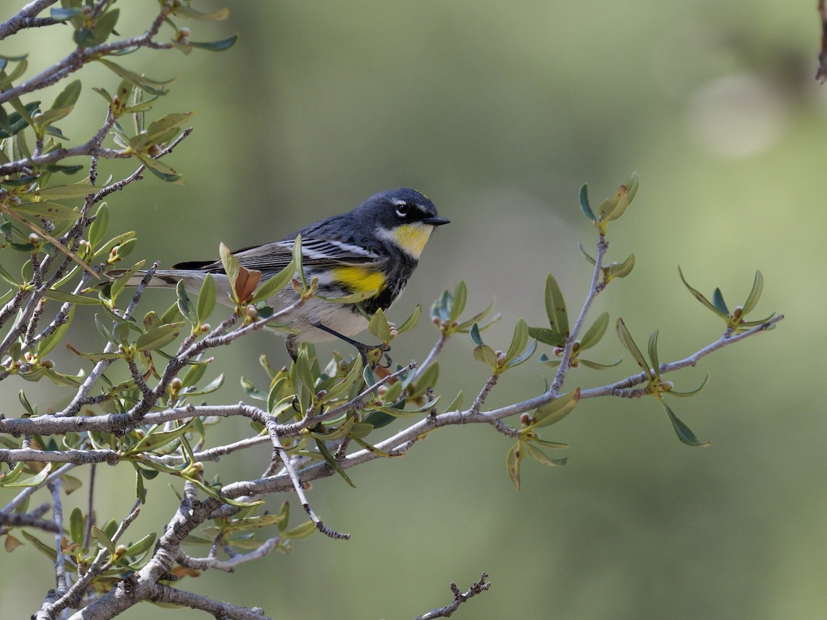 Yellow-rumped Warbler (Myrtle x Audubon's) - Eric Heisey