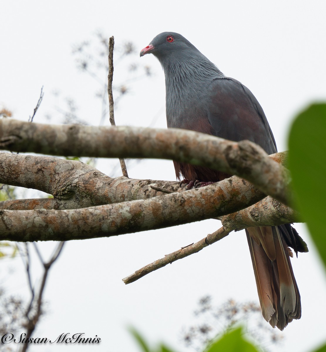 New Caledonian Imperial-Pigeon - ML617980864