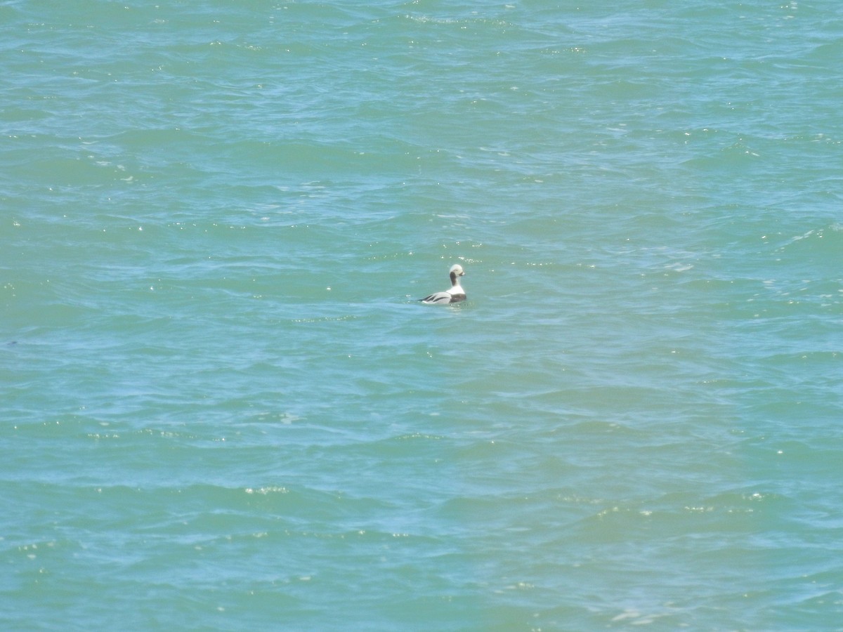 Long-tailed Duck - ML617980871