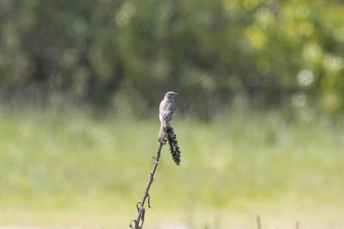 Townsend's Solitaire - ML617980882