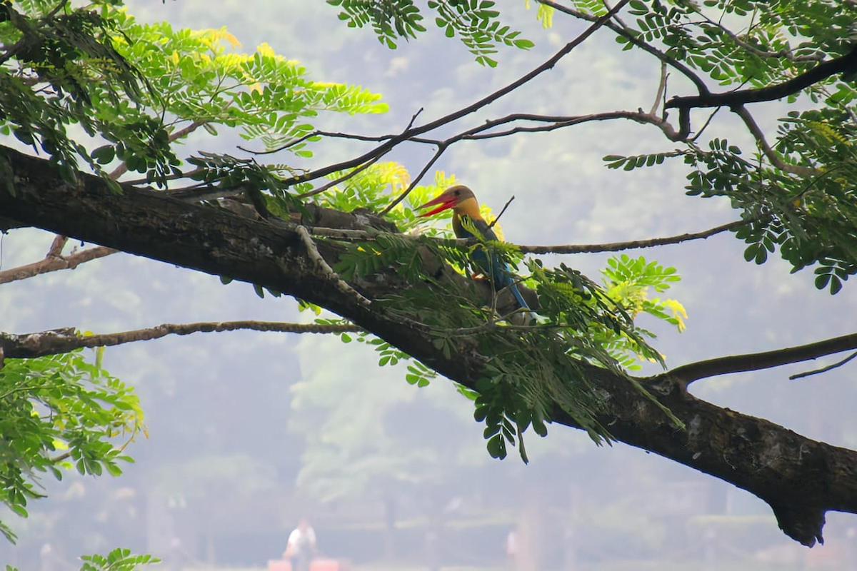 Stork-billed Kingfisher - Dip Chatterjee