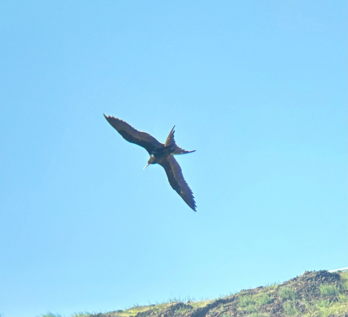 Ascension Frigatebird - ML617980915