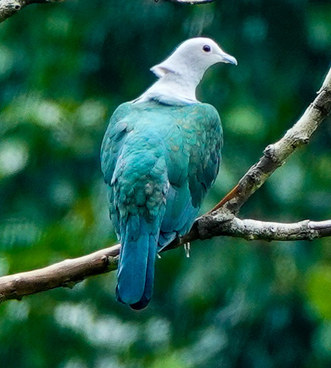 Green Imperial-Pigeon - Arden Anderson