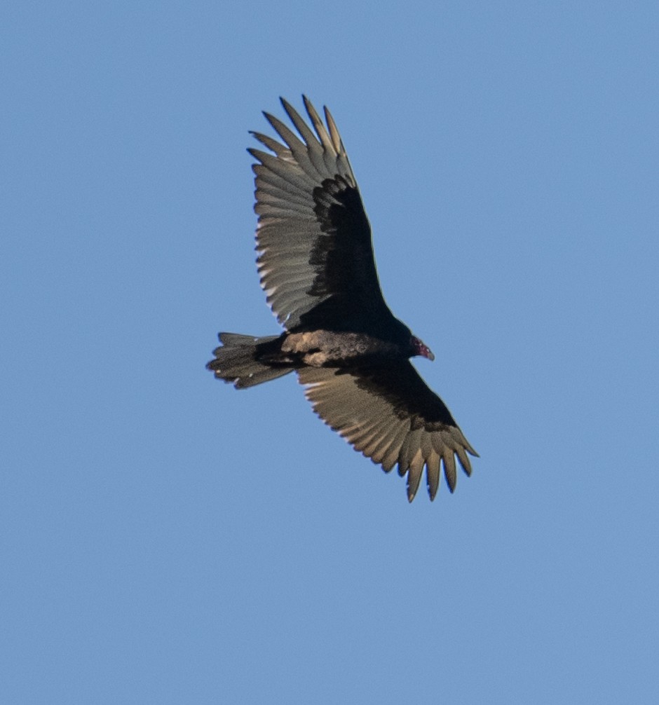 Turkey Vulture - ML617980975