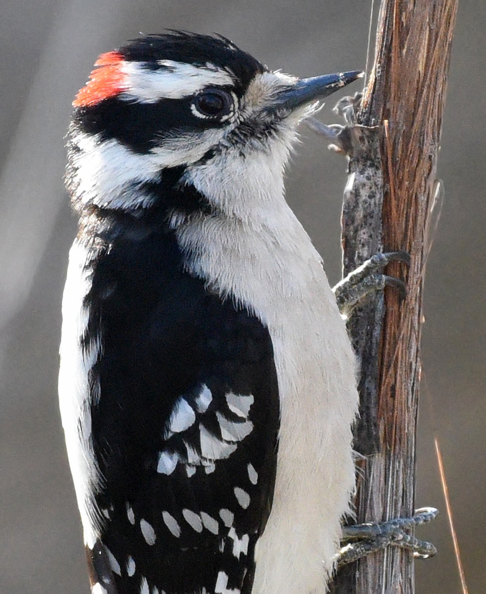 Downy Woodpecker (Eastern) - ML617980981