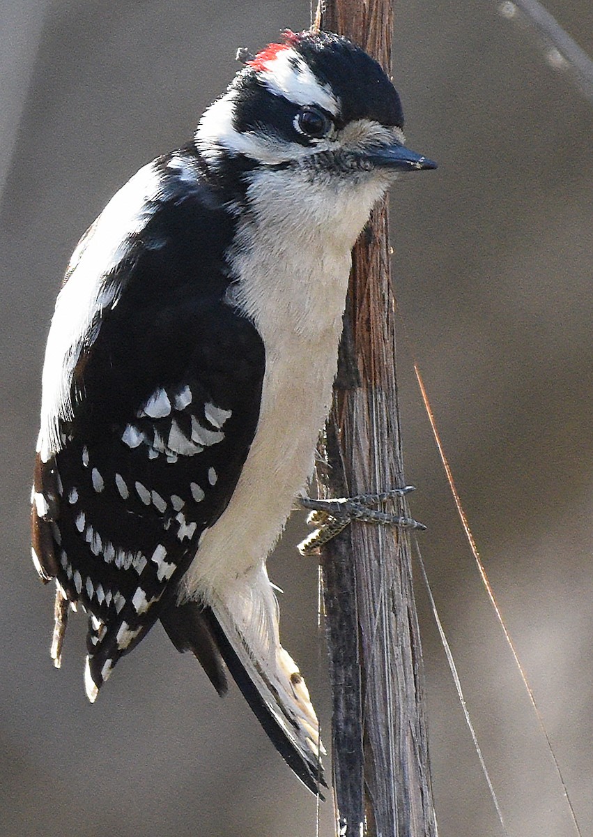 Downy Woodpecker (Eastern) - ML617980982