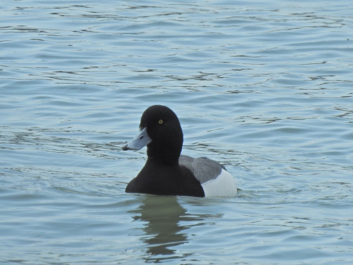 Greater Scaup - ML617980989