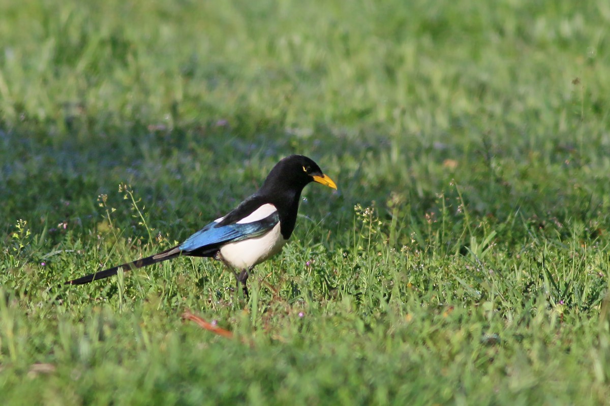 Yellow-billed Magpie - Jan Andersson