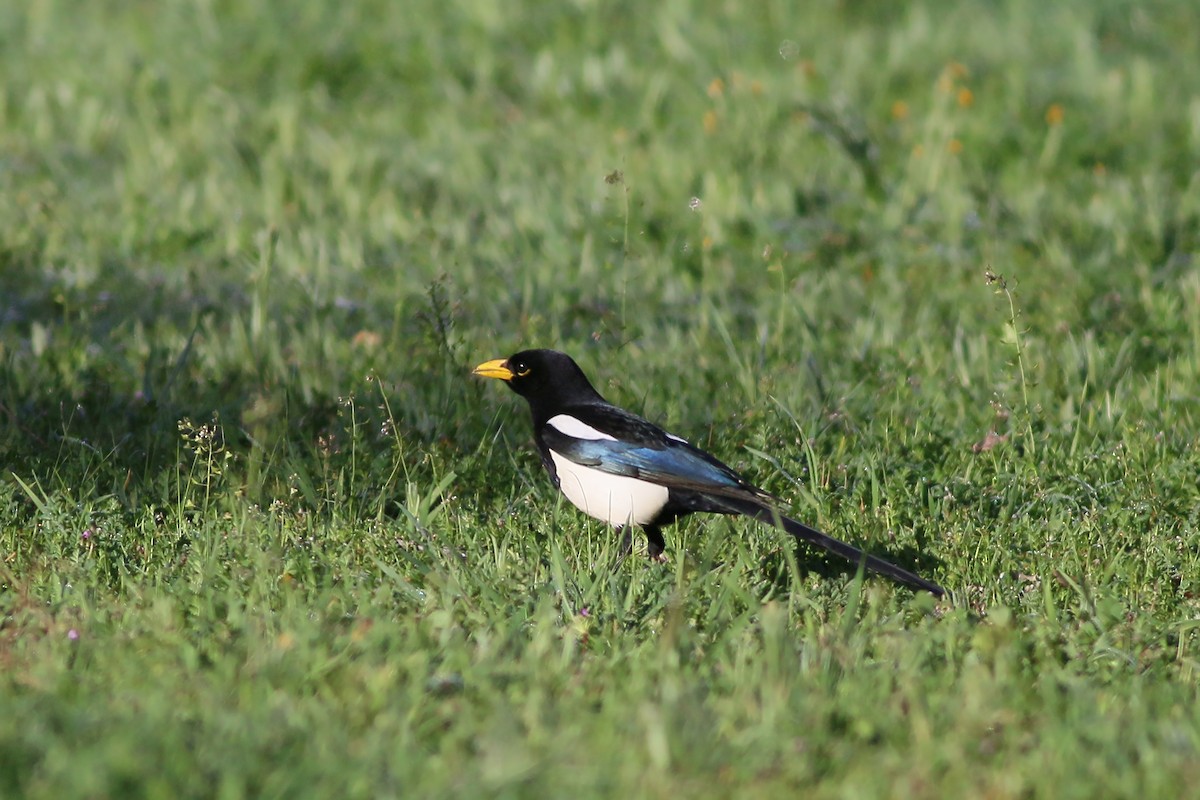 Yellow-billed Magpie - Jan Andersson