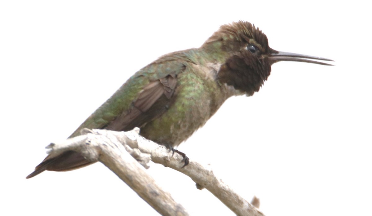 Anna's Hummingbird - ML617981098