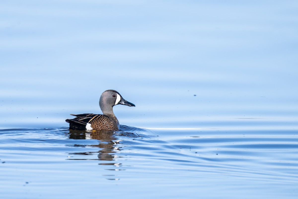 Blue-winged Teal - ML617981115