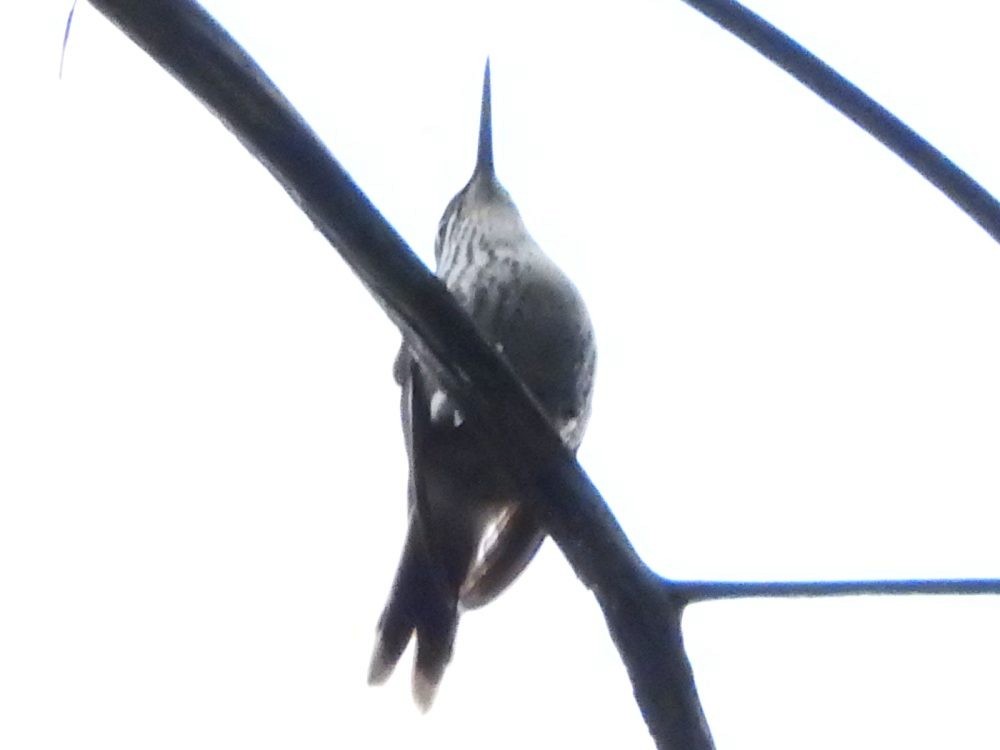 Speckled Hummingbird - ML617981122
