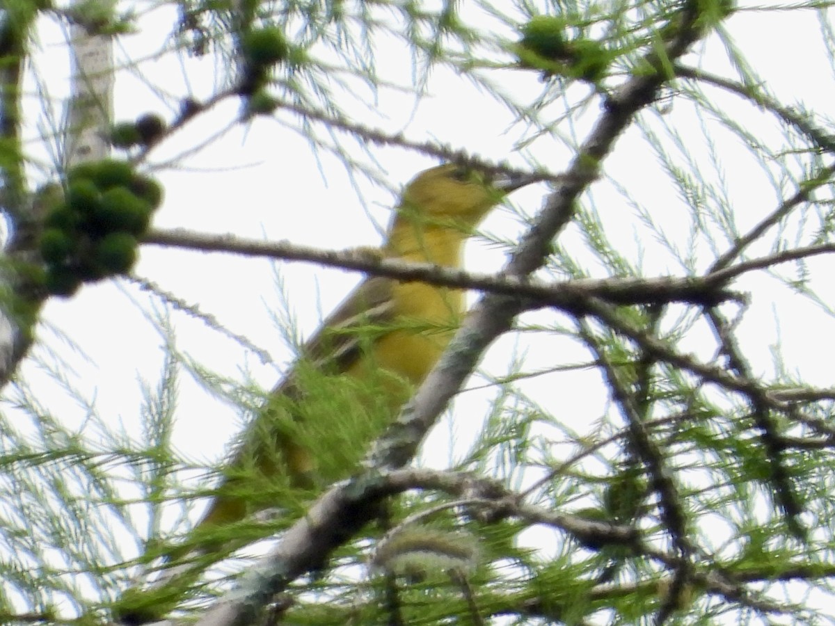 Orchard Oriole - ML617981135