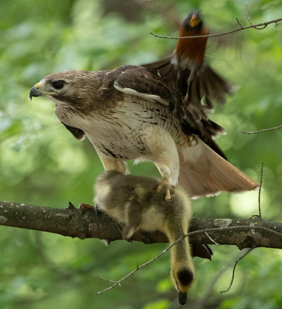 Red-tailed Hawk - ML617981148