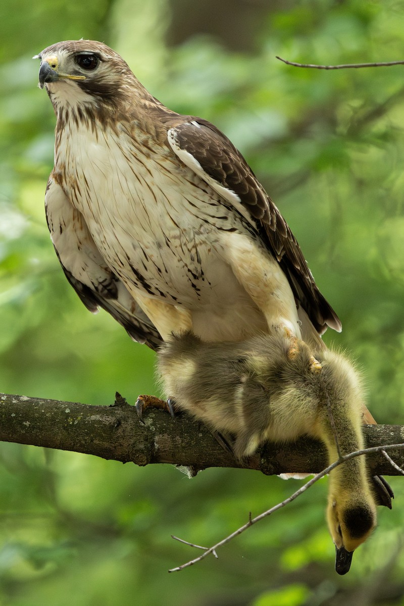 Red-tailed Hawk - ML617981149