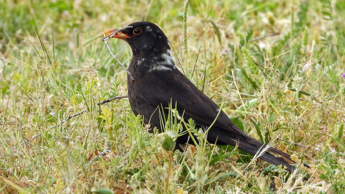 Eurasian Blackbird - ML617981151