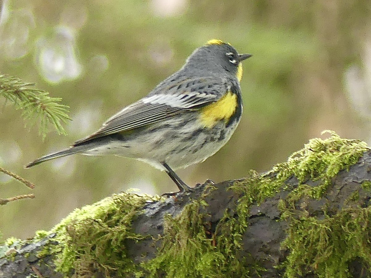 Yellow-rumped Warbler (Audubon's) - ML617981158