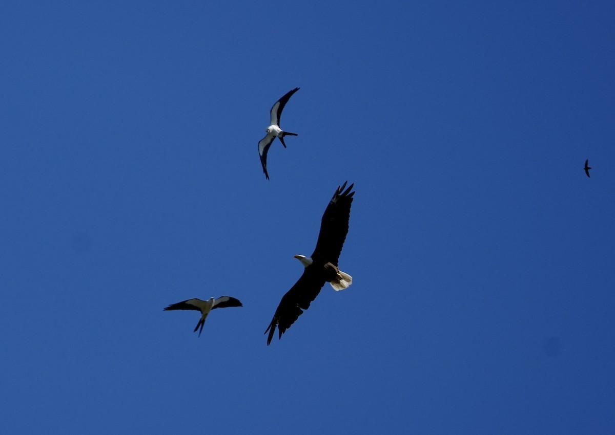 Swallow-tailed Kite - ML617981162