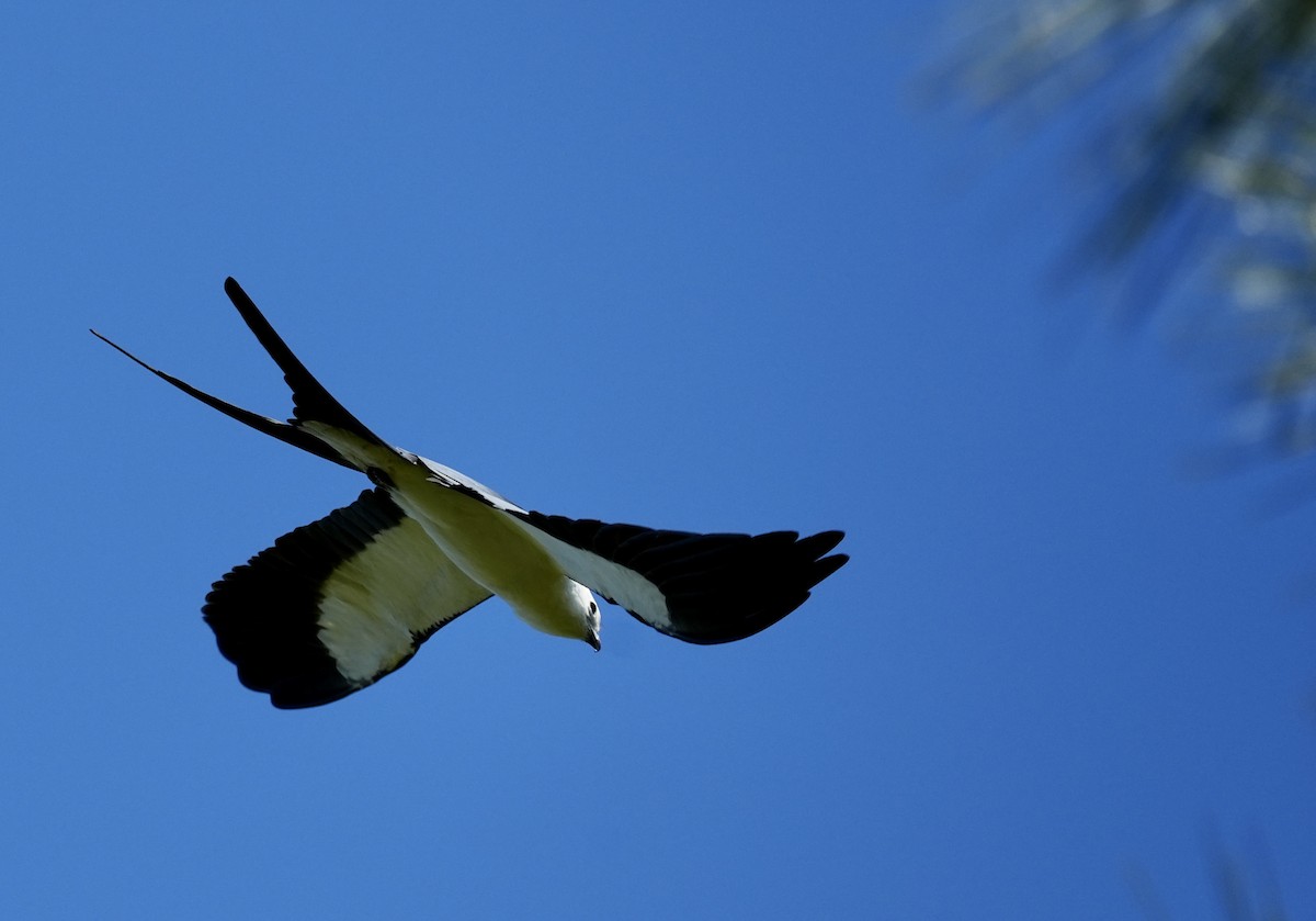 Swallow-tailed Kite - ML617981163