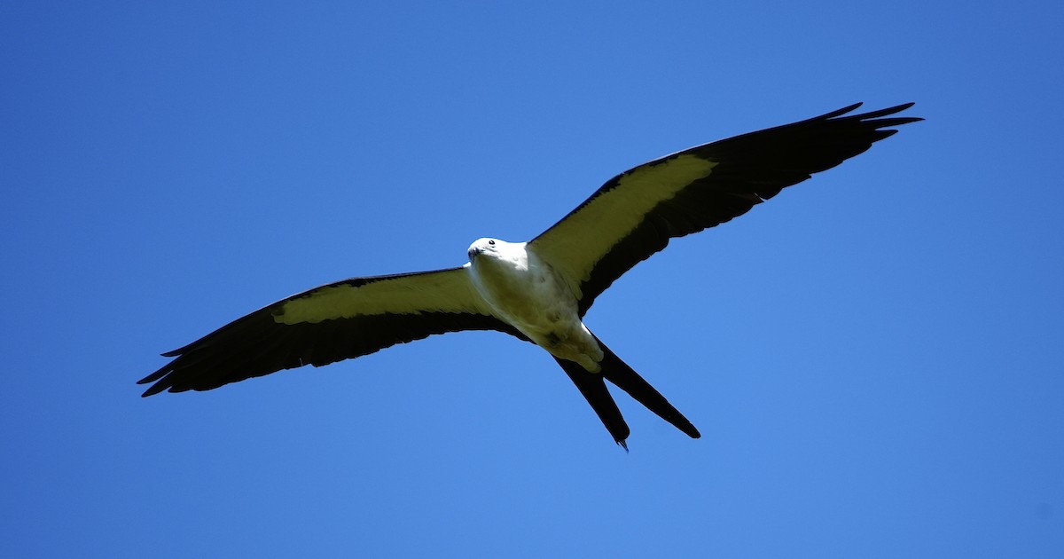 Swallow-tailed Kite - ML617981164