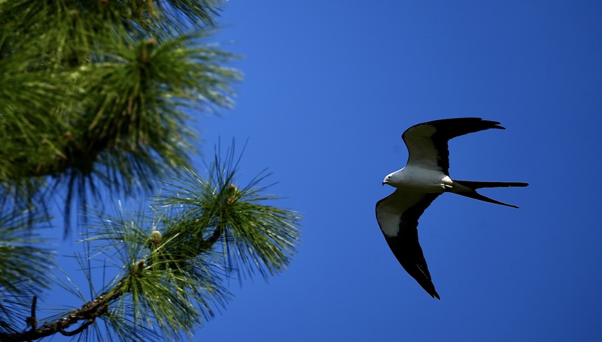 Swallow-tailed Kite - ML617981165