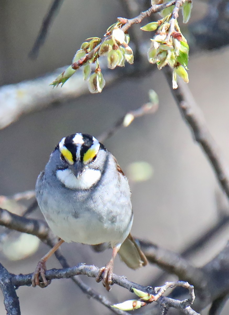White-throated Sparrow - ML617981166