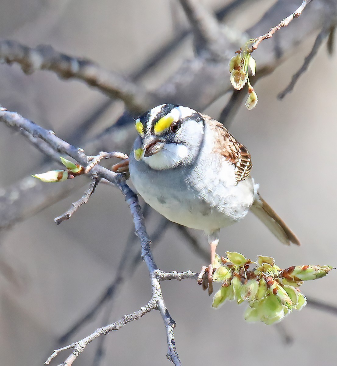 White-throated Sparrow - ML617981167