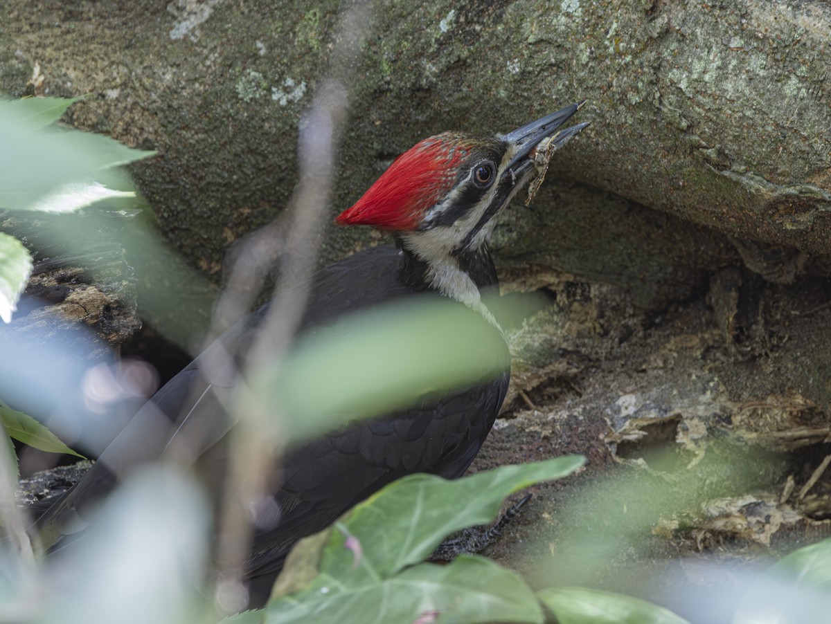 Pileated Woodpecker - ML617981202