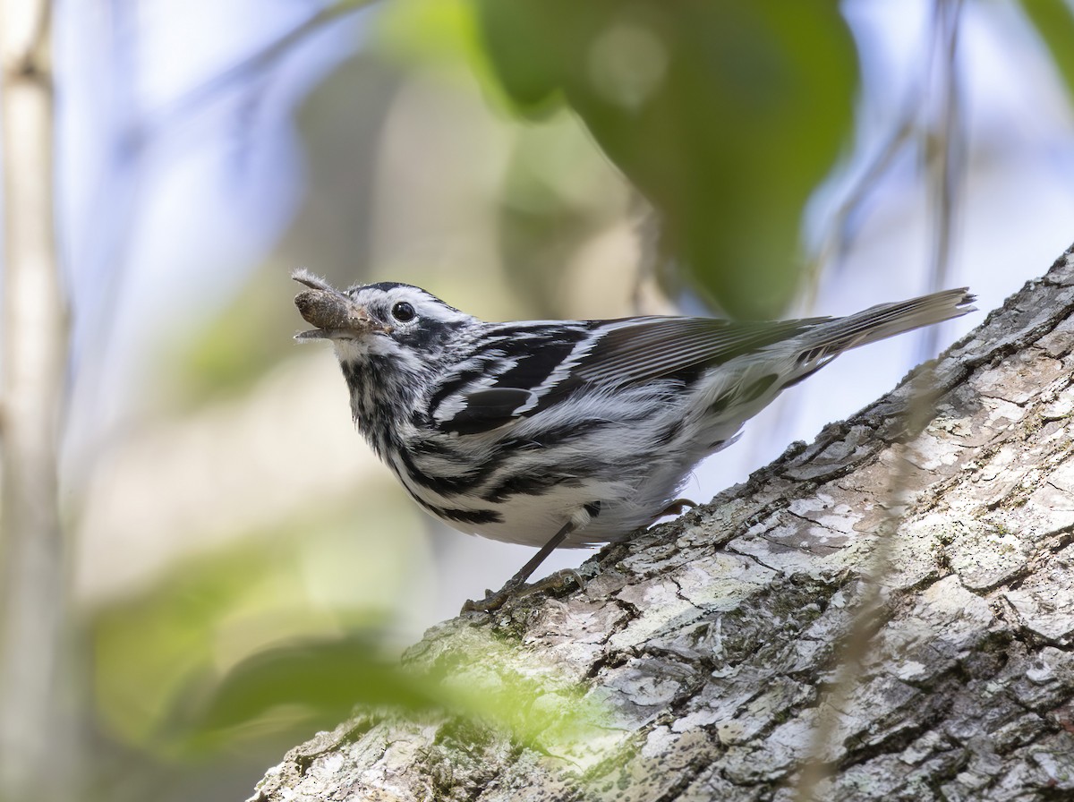 Black-and-white Warbler - ML617981227