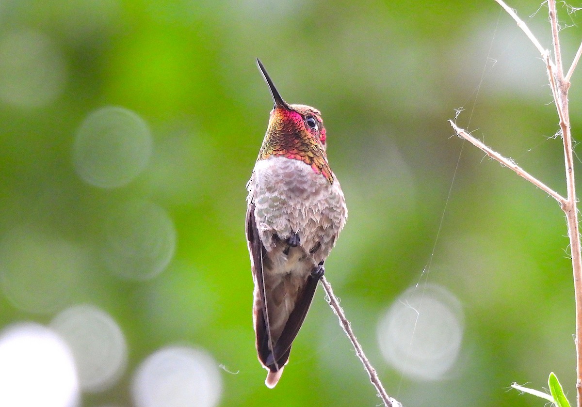 Anna's Hummingbird - ML617981240