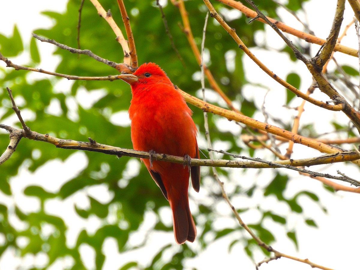 Summer Tanager - Ted Floyd