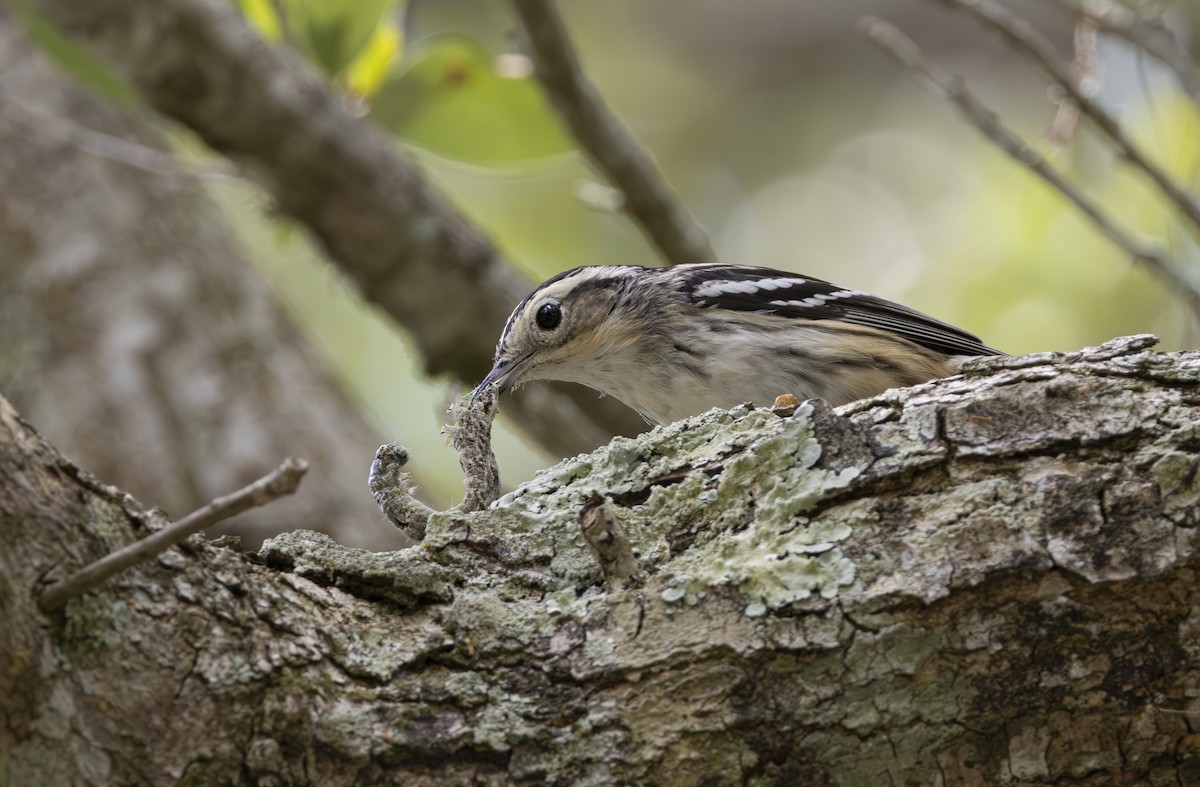 Black-and-white Warbler - ML617981264