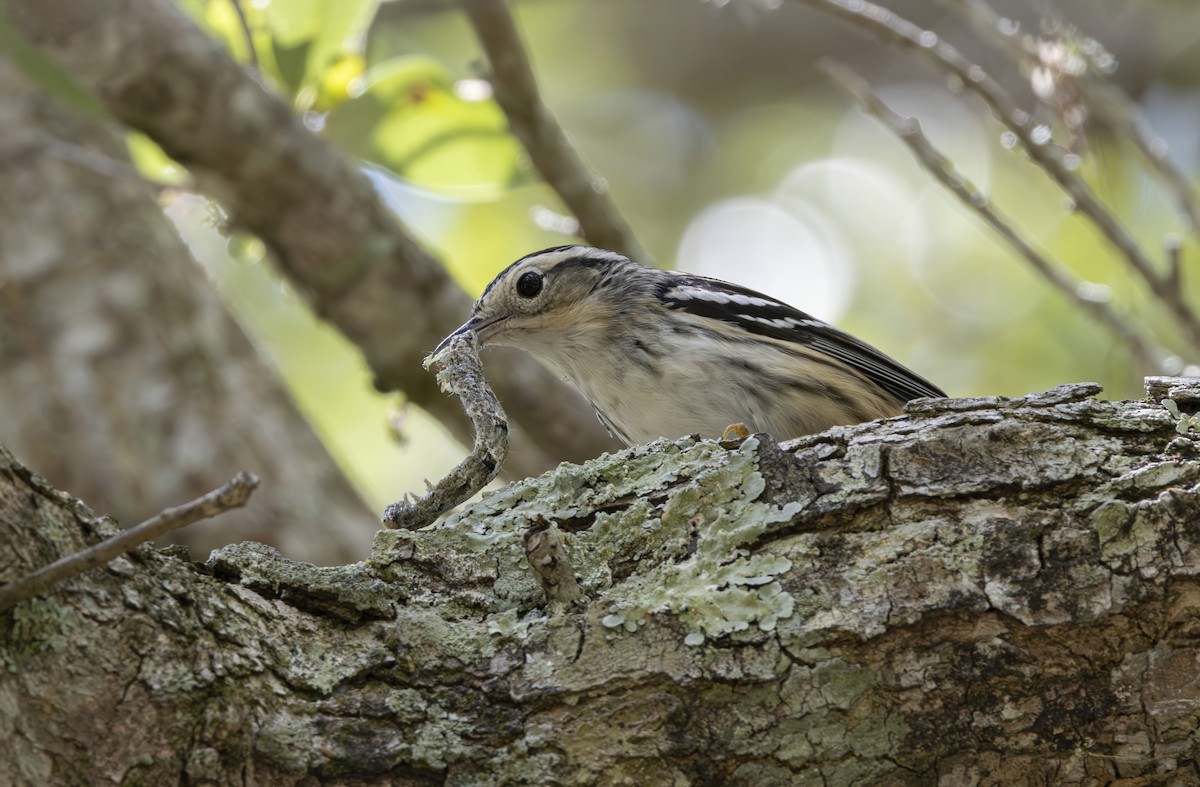 Black-and-white Warbler - ML617981265