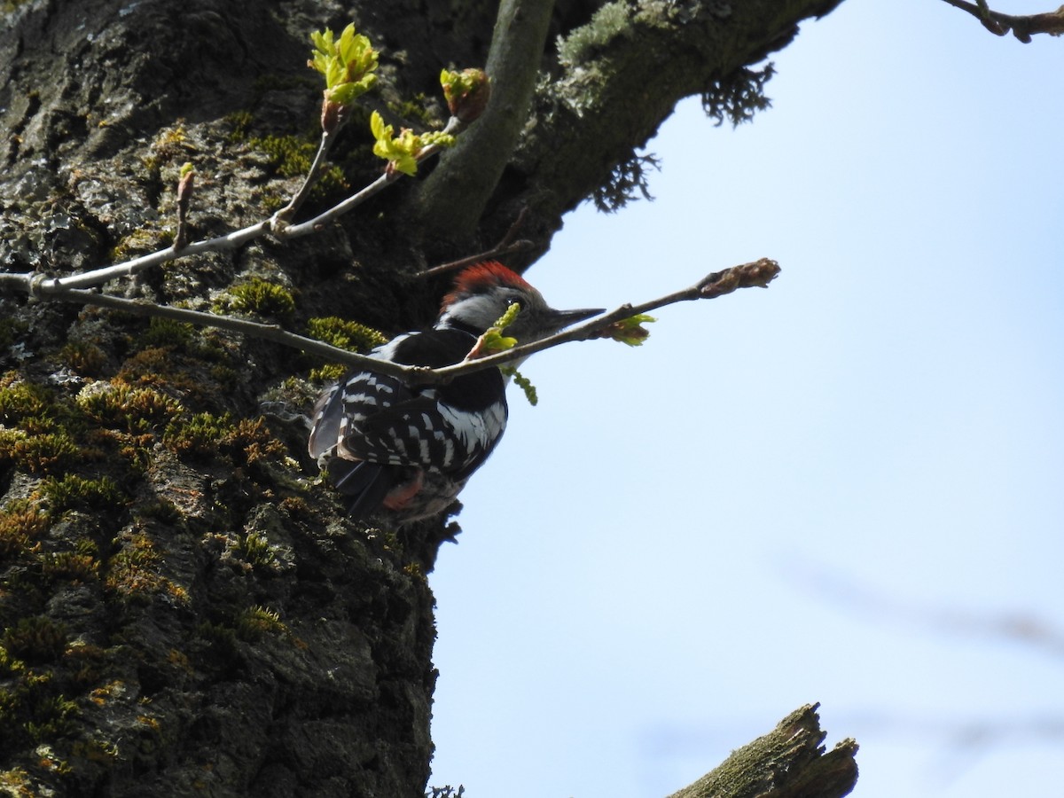 Middle Spotted Woodpecker - ML617981268