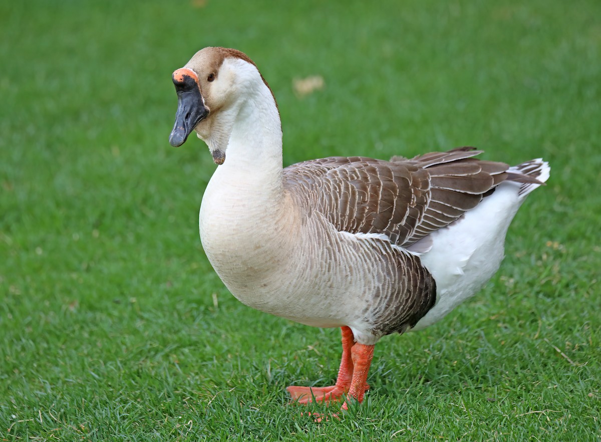 Swan Goose (Domestic type) - ML617981308