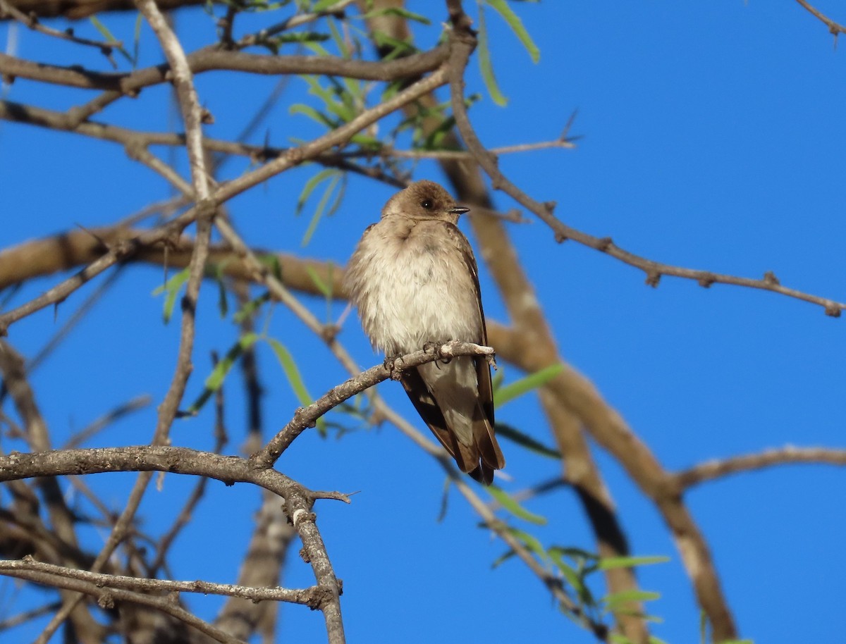 Northern Rough-winged Swallow - ML617981309