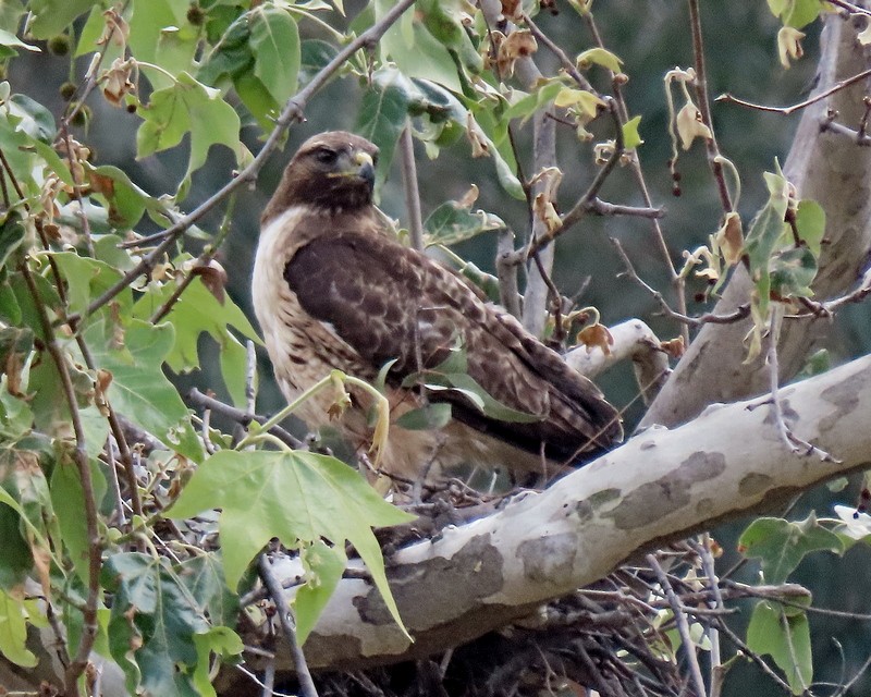 Red-tailed Hawk - ML617981311