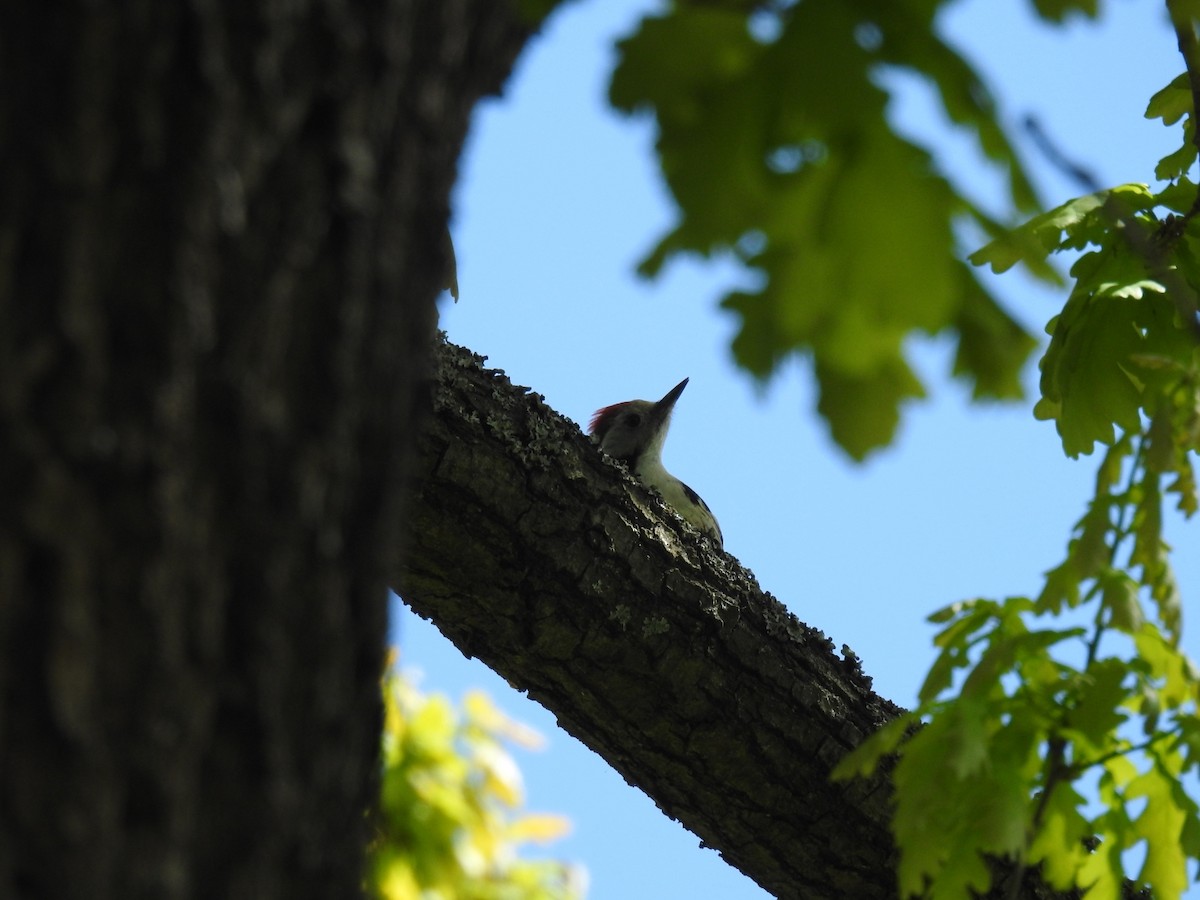 Middle Spotted Woodpecker - Matouš Vlček