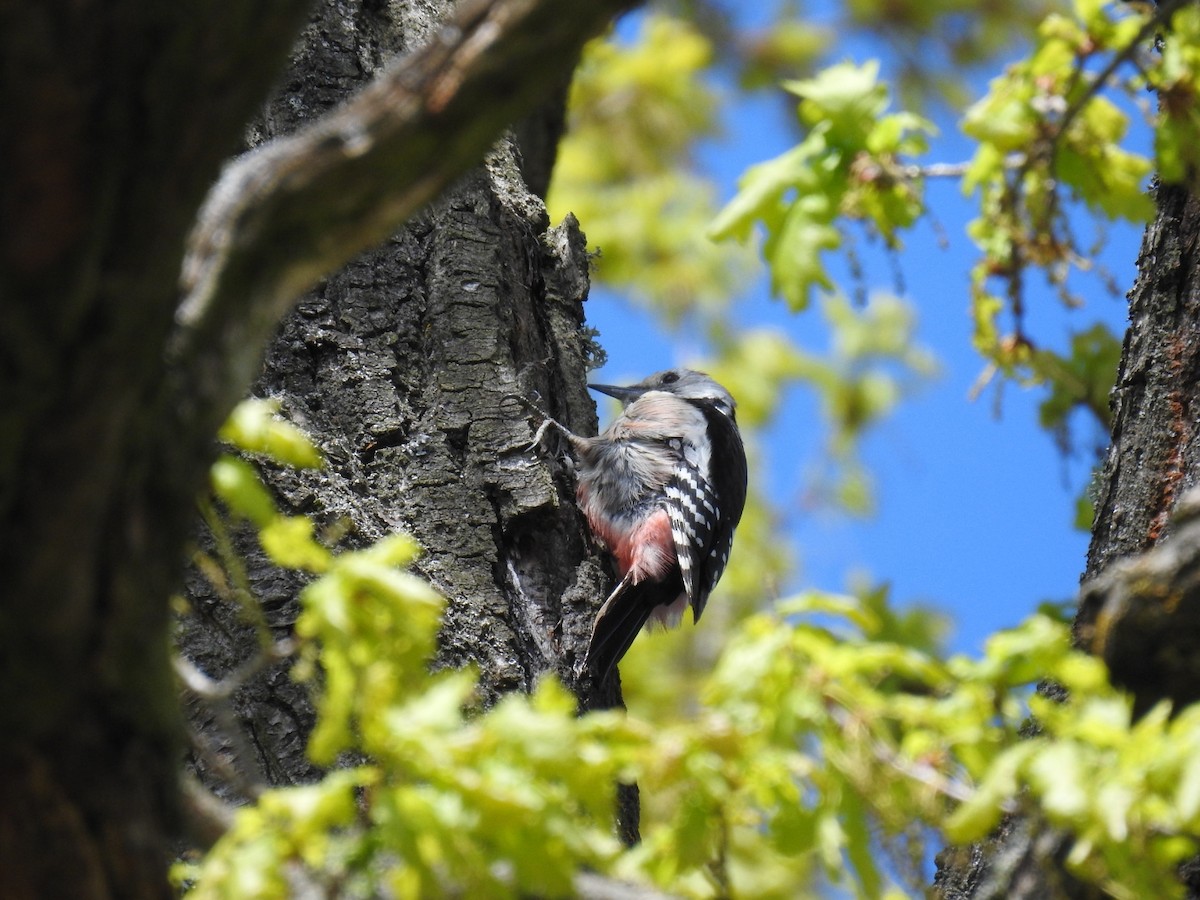 Middle Spotted Woodpecker - ML617981319