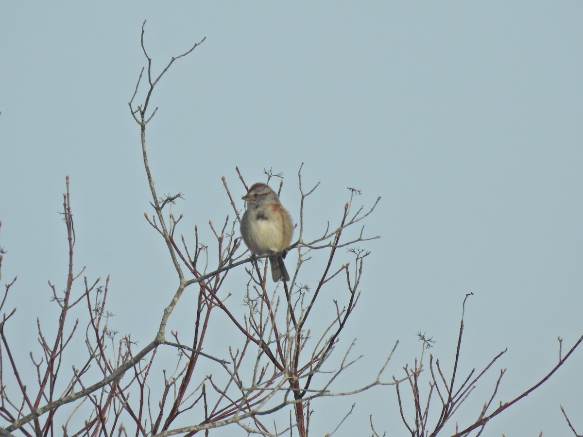 American Tree Sparrow - ML617981326