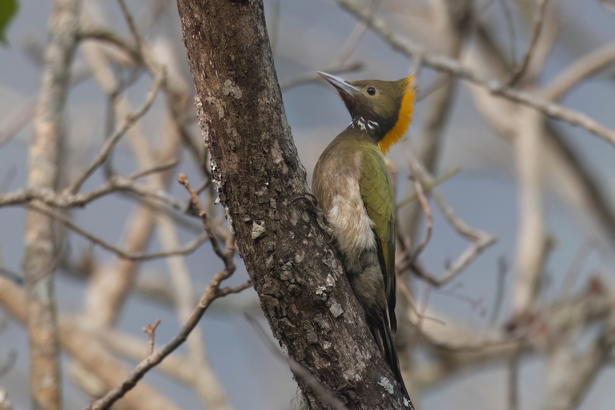 Greater Yellownape - Chris Venetz | Ornis Birding Expeditions