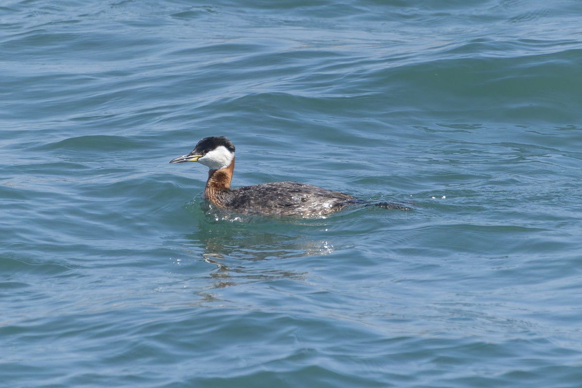 Red-necked Grebe - ML617981343