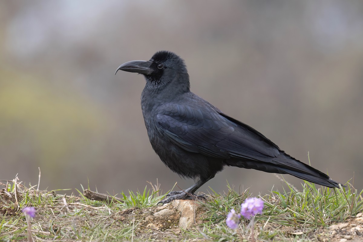 Large-billed Crow - Chris Venetz | Ornis Birding Expeditions
