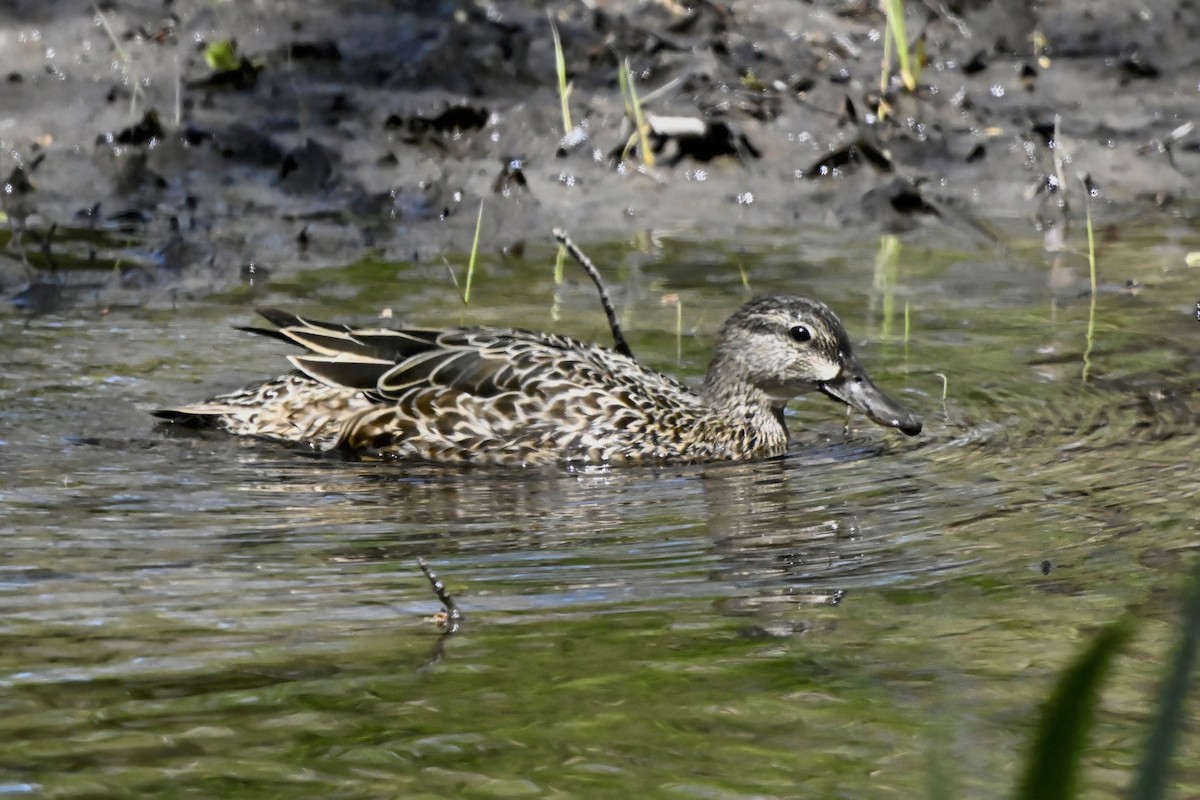 Blue-winged Teal - Cliff Hodge