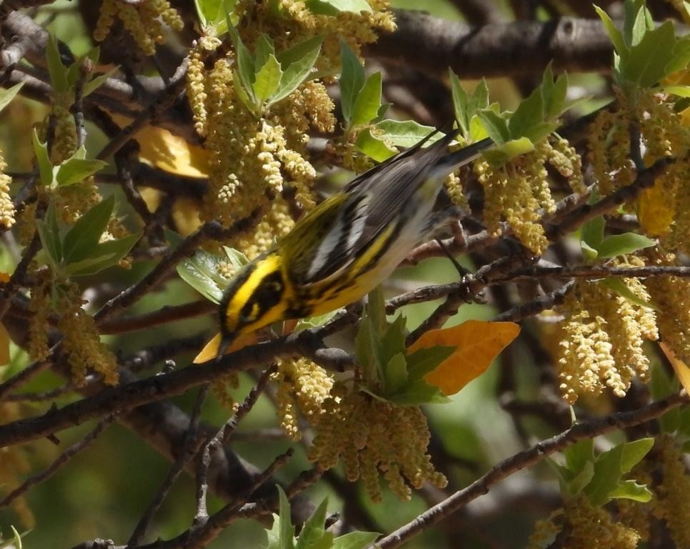 Townsend's Warbler - Christopher Pipes