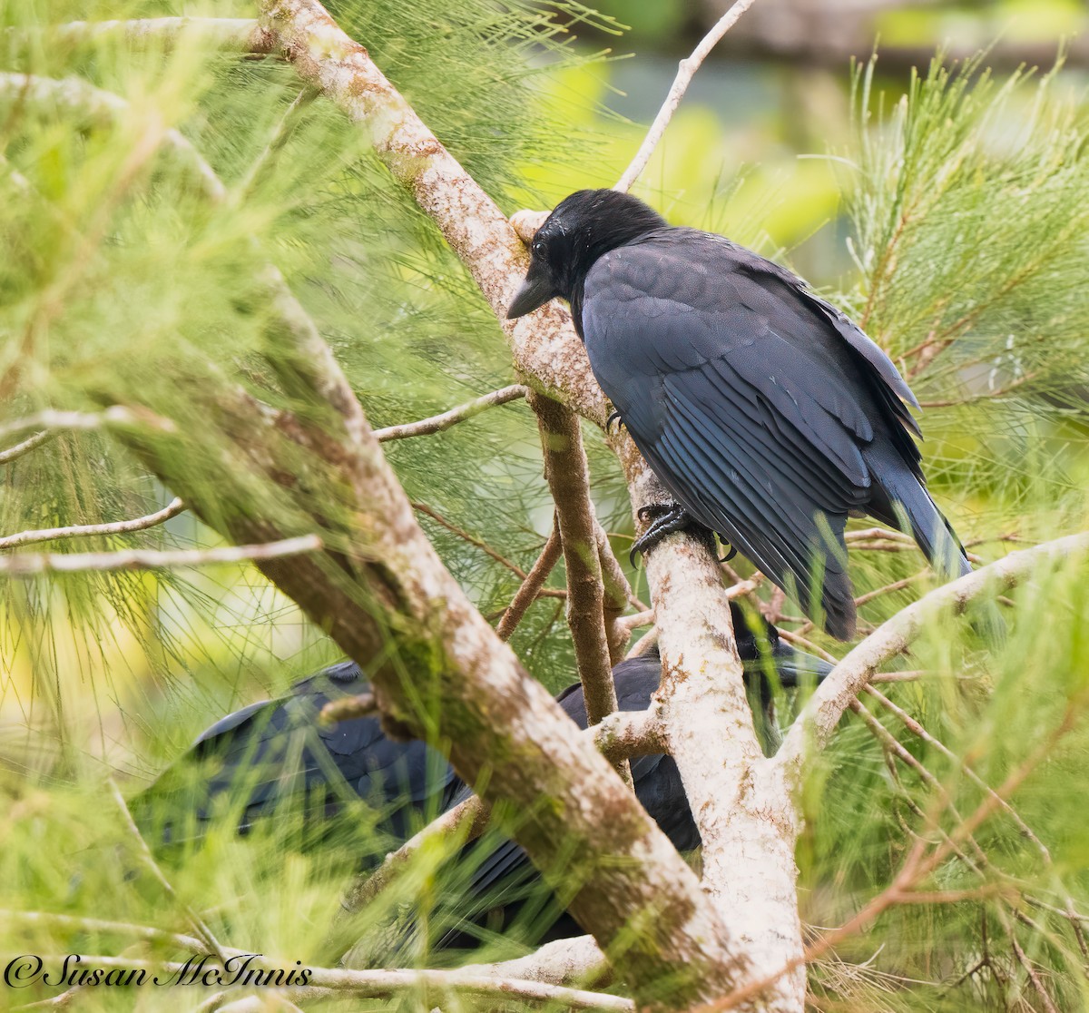 New Caledonian Crow - ML617981380
