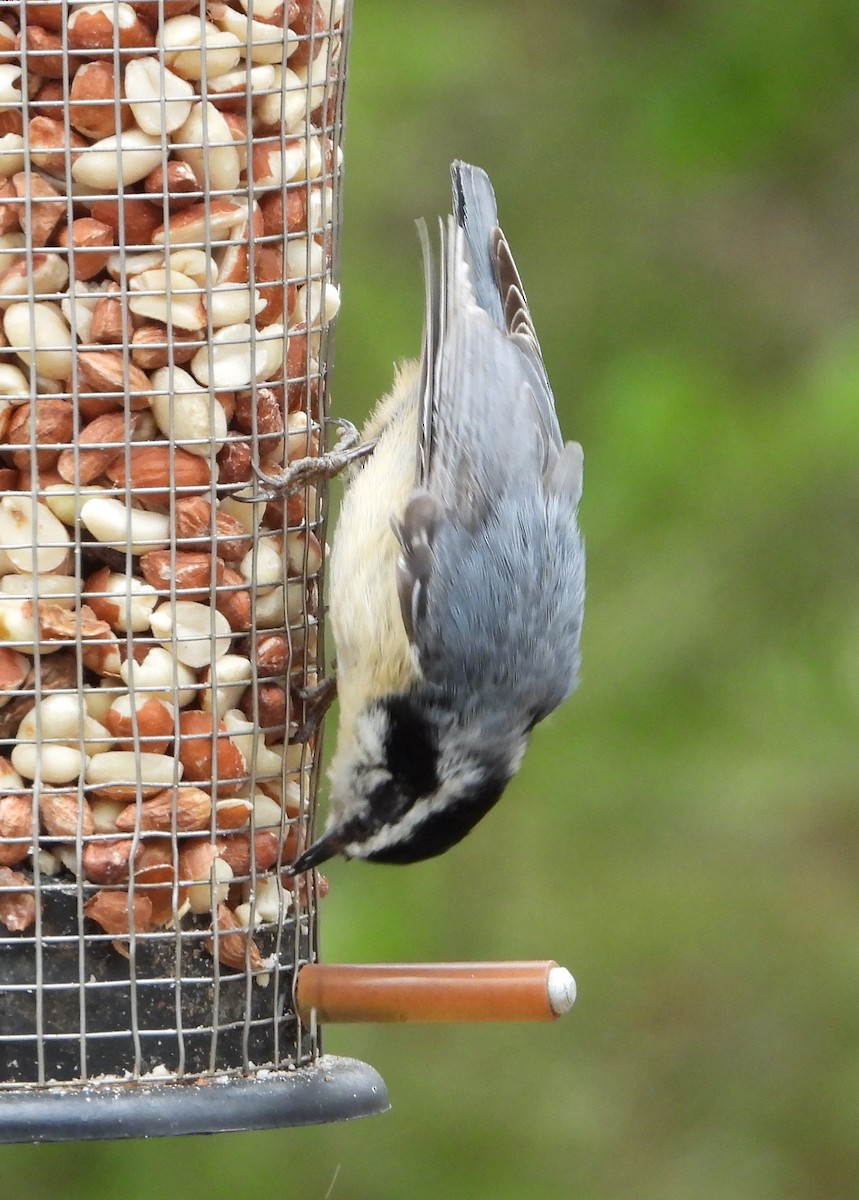 Red-breasted Nuthatch - Marcia Suchy