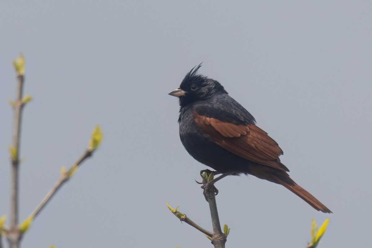 Crested Bunting - ML617981388