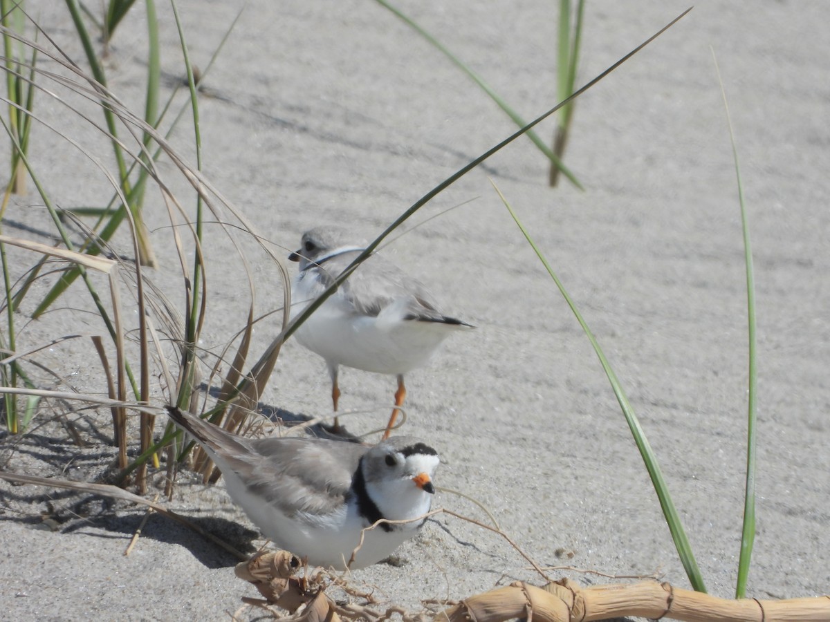 Piping Plover - ML617981393