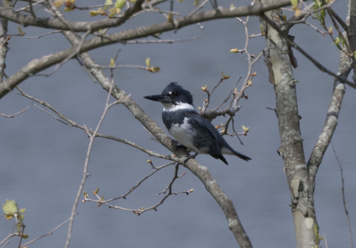 Belted Kingfisher - ML617981466
